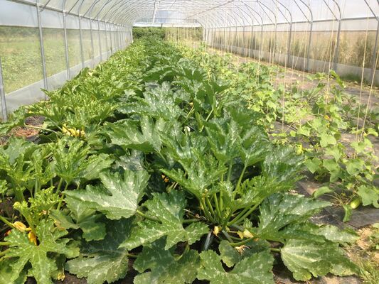 courgettes