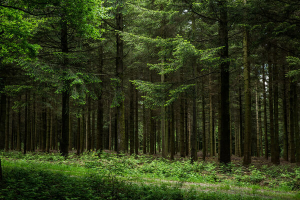 Forêt de Pail