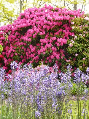 jardins-des-renaudies-colombiers-du-plessis-53-pcu-36
