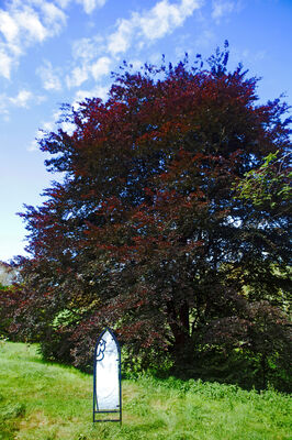 sentier-d-interpretation-arboretum-pontmain-53-iti-cp greboval (3)