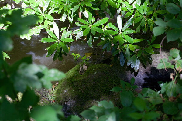 sentier-d-interpretation-arboretum-pontmain-53-iti-cp greboval (7)