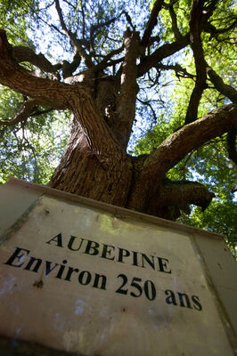 sentier-d-interpretation-arboretum-pontmain-53-iti-cp greboval (8)