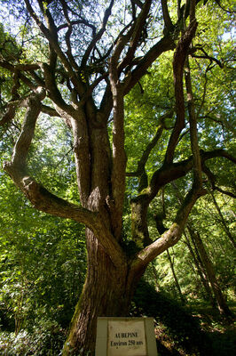 sentier-d-interpretation-arboretum-pontmain-53-iti-cp greboval (9)