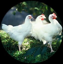 Séjour en famille à la ferme