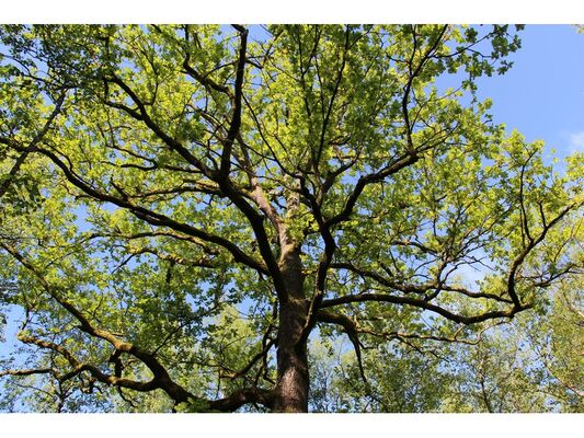 Arbre
