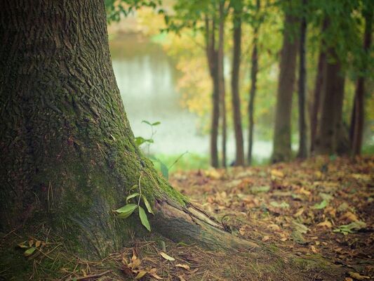 Foret_800
