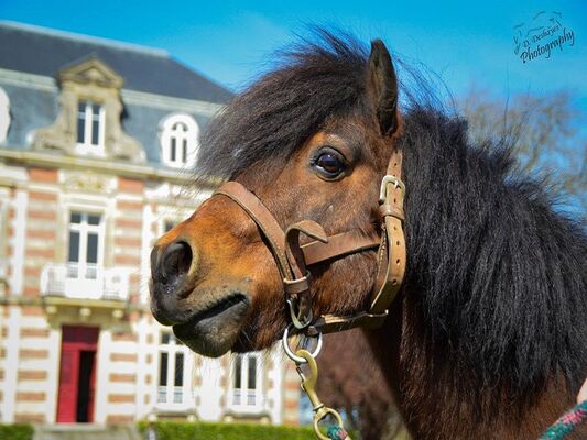 Poneys-10