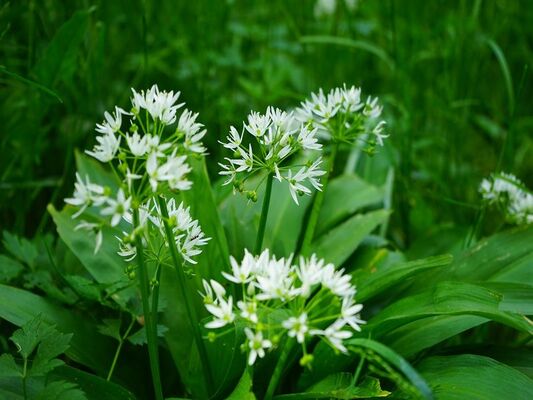 Plante-comstble-800