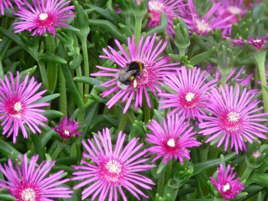 bourdon butinant