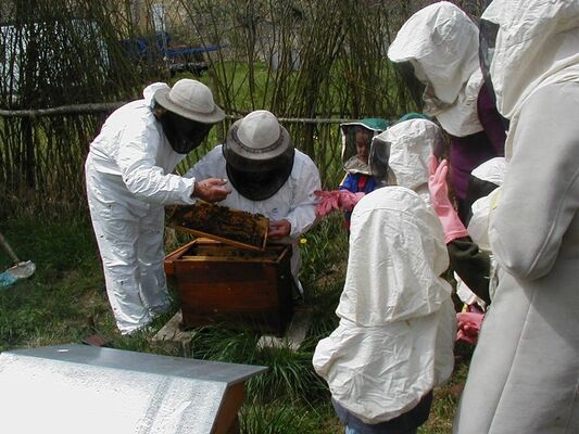 ecomusee_apiculture16_800