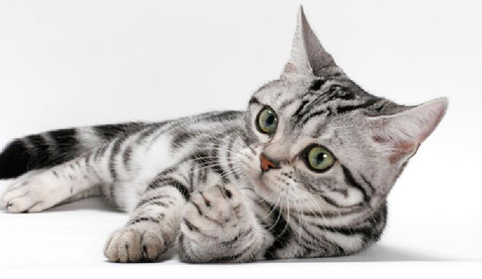 exposition feline