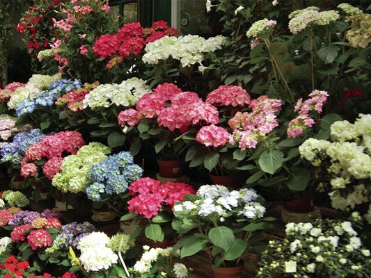 fleurs800x600