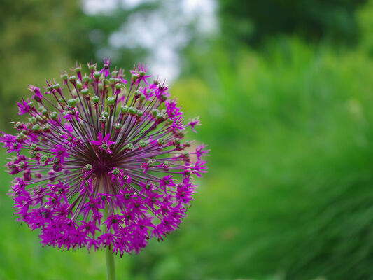 jardin-800