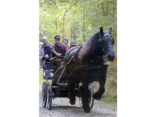 Attelage Percherons Bellêmois