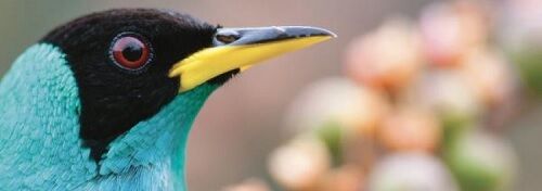 2020-Expo-PNP-oiseaux-Guyane