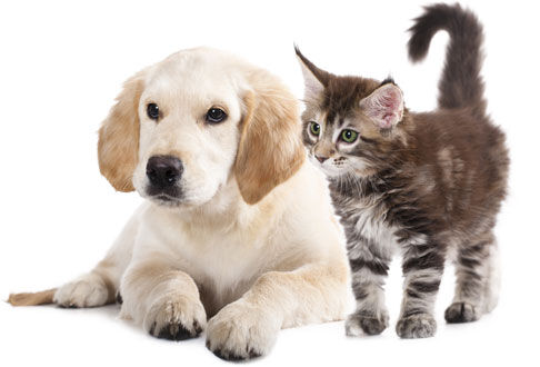 veterinaire (1)