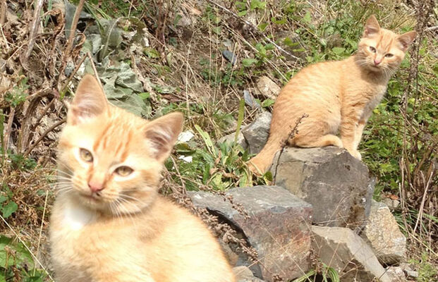CAUSSIEU Francis Grange 6 pers - chats