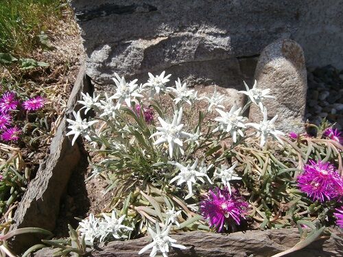 Cuel Gîte Le Saugué-fleur