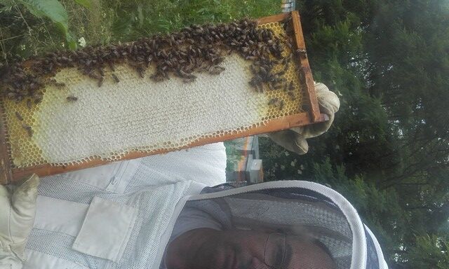 DEGMIP065V5006V5 - Le rucher arrensois - le cadre et les abeilles