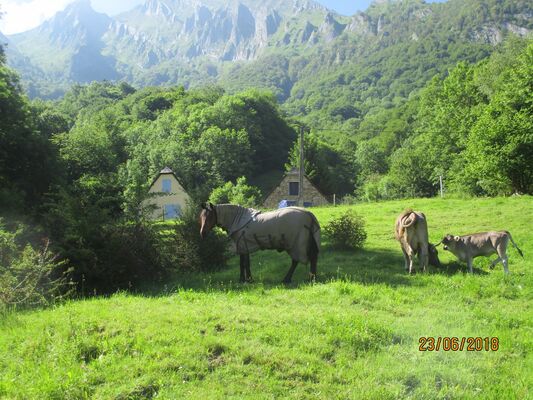 ORIGINALE-BOINOT (4)