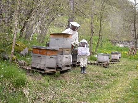 abeille1
