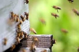abeilles 2