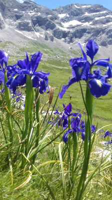 fleurs-deffarge-argelesgazost-HautesPyrenees