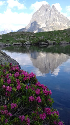 fleurs2-deffarge-argelesgazost-HautesPyrenees