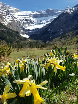 fleurs3-deffarge-argelesgazost-HautesPyrenees