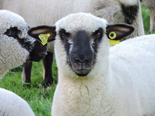 Brebis Hampshire