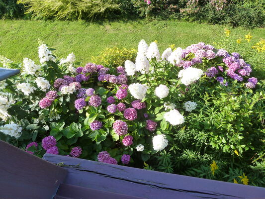 Fleurs et paysages (1)