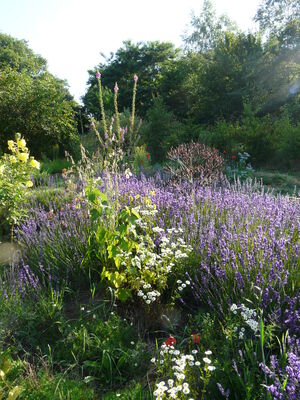 jardin-medicinal-de-l-ermitage---Marie-Cloteau---Sainte-gemmes-le-robert---mayenne