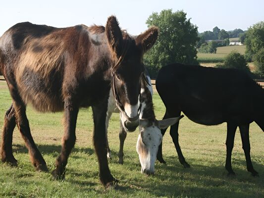 EQUUS-ASINUS-HIEVILLE--2--3