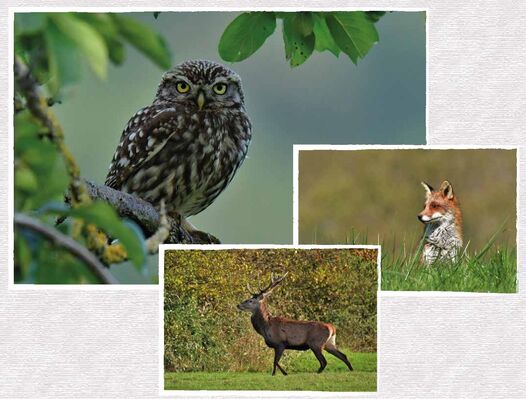 affiche exposition Asso photo nature bd-page-001 1