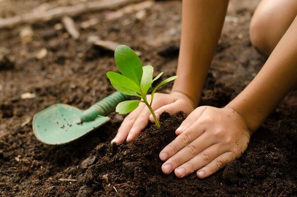 PLANTATION-3