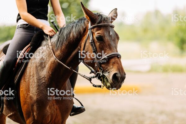 equitation-3
