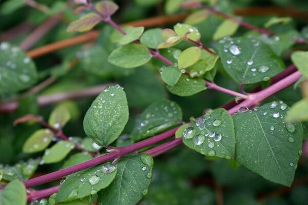 plante-7