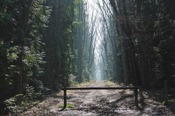 Forêt