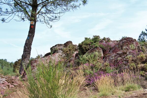 Vallon de la chambre au Loup Iffendic Brocéliande Bretagne ©office de tourisme lac de Trémelin (4)