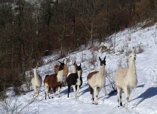 la ferme des lamas