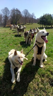 chiens cani-kart amarok