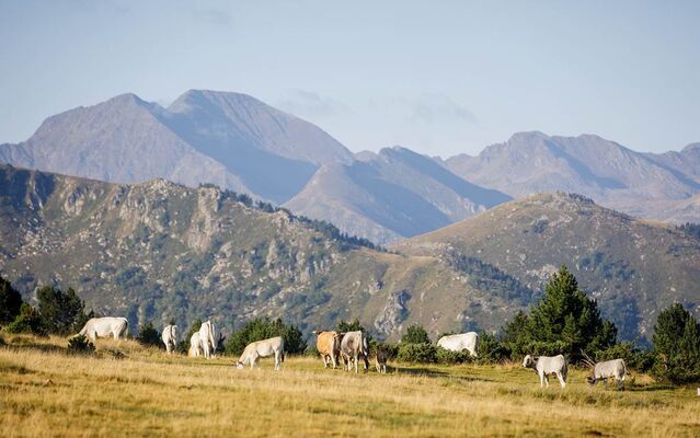 Vache Beille