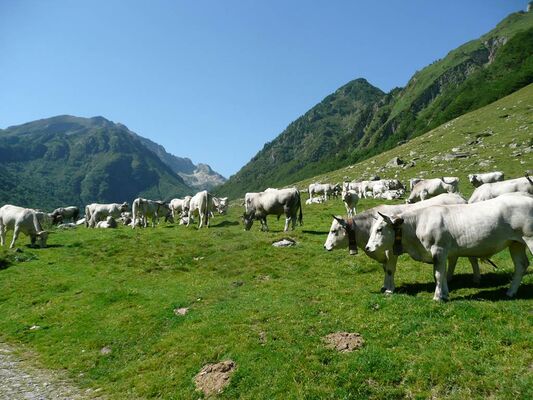 En Gaudu, les vaches - Refuges en Beys