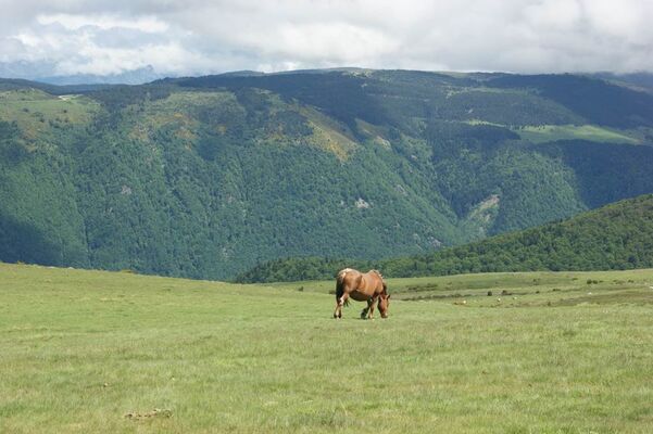 Chevaux Beille