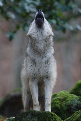 MAISON DES LOUPS