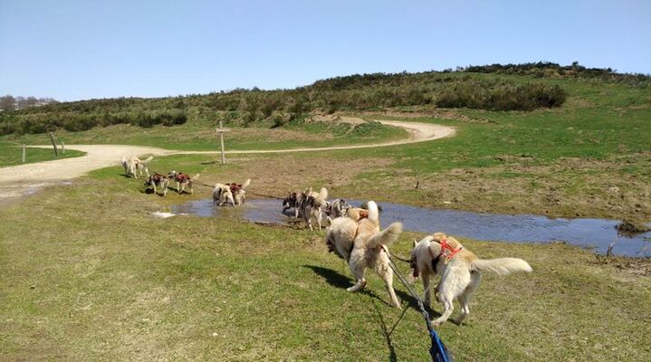 cani kart amarok