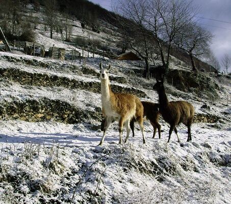 la ferme des lamas