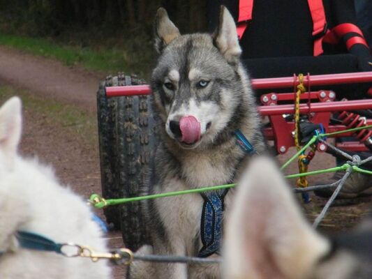 balade en kart