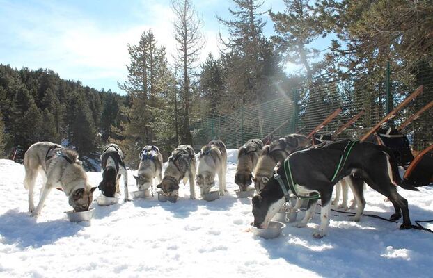 huskys et alaskan huskys