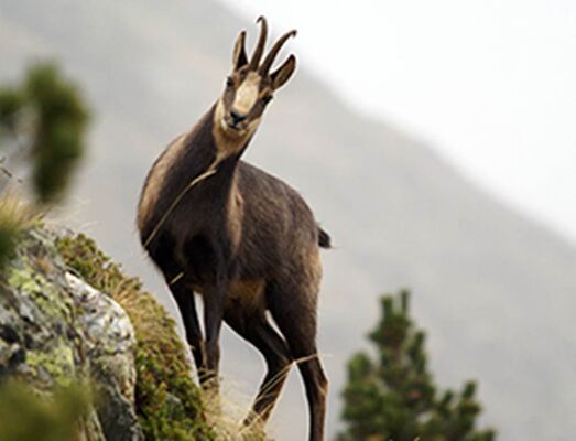 isard